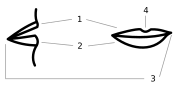Миниатюра для Губы