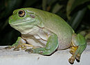 Litoria caerulea - Дарвин NT.jpg