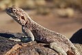 Ящерица, Южная Намибия.jpg