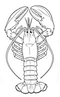 Lobster line drawing.jpg