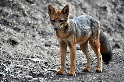 Renard de Magellan sous-espèce Lycalopex culpaeus culpaeus.