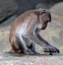 A crab-eating macaque using a stone tool to crack open a nut Macaca fascicularis aurea using a stone tool - journal.pone.0072872.g002f.png