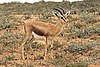 Maroccan dorcas gazelle (Gazella dorcas massaesyla).jpg