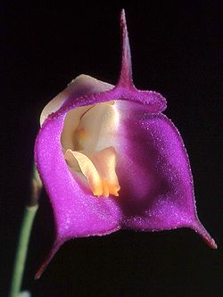 Masdevallia uniflora Orchi 12. jpg