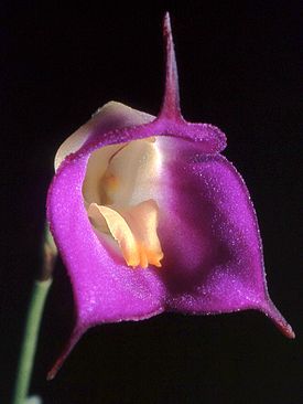 Цветок Masdevallia uniflora — типового вида рода Masdevallia