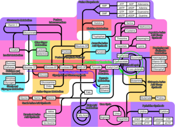 Iubmb Sigma Nicholson Metabolic Pathways Chart