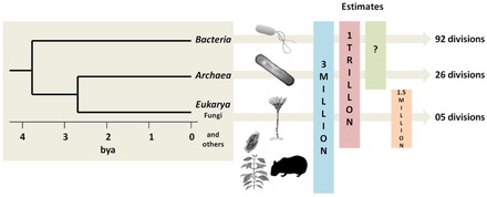 Estimates of microbial species counts in the three domains of life
Bacteria are the oldest and most biodiverse group, followed by Archaea and Fungi (the most recent groups). In 1998, before awareness of the extent of microbial life had gotten underway, Robert M. May estimated there were 3 million species of living organisms on the planet. But in 2016, Locey and Lennon estimated the number of microorganism species could be as high as 1 trillion. Microbial species present in the three domains of life.png