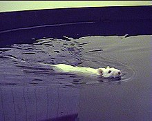 A rat undergoing a Morris water navigation test used in behavioral neuroscience to study the role of the hippocampus in spatial learning and memory MorrisWaterMaze.jpg