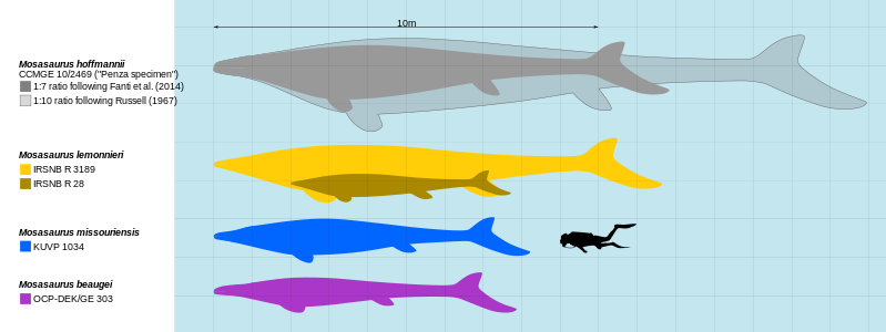 Interval de mides de Mosasaurus en comparació amb un humà