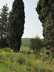 ברוש מצוי במחצבת נשר הישנה. בין הברושים רכס הר הכרמל