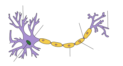 At one end of an elongated structure is a branching mass. At the centre of this mass is the nucleus and the branches are dendrites. A thick axon trails away from the mass, ending with further branching which are labeled as axon terminals. Along the axon are a number of protuberances labeled as myelin sheaths.
