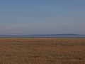 Oies sur le bord du fleuve à marée basse