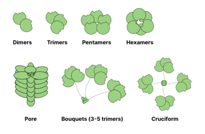 Карикатурное изображение общих олигомерных структур лектинов, включая димеры, тримеры, пентамеры, гексамеры, поры, образованные сложенными гексамерами, букеты тримеров, соединенных пептидными линкерами, или крестообразную форму (4 тримера, распределенных перекрестно)