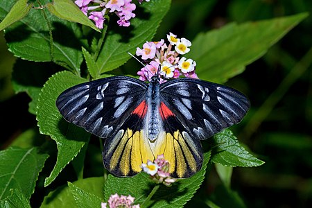 Dorsal view