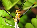 Oreophoetes peruana peruana, Kopf einer Nymphe