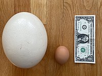 Size comparison (with a chicken egg and a US dollar bill)