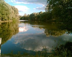 A pond in the village of Papsuyevka، Pochepsky District