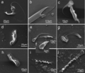 Scanning electron microscopy of various species