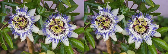 Passiflora caerulea STEREO (R-L) 2019-06-27