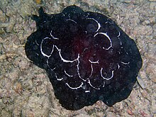 Pleurobranchus forskalii