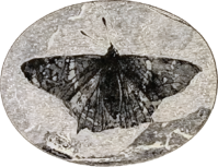 Prodryas persephone, a Late Eocene butterfly Prodryas.png