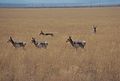 Catlow area pronghorn