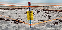 Protected nesting area for turtles in Miami, Florida Protected turtle nesting area II.jpg