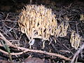 !Ramaria fennica!