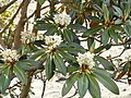 Miniatura para Rhododendron alutaceum