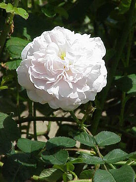 Шиповник белый (Rosa × alba)