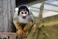 Doodshoofdaapje in het Dierenpark Emmen