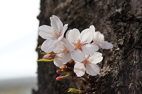 Bungong sakura di Jeupun (rayek gamba: 4.912 × 3.264)