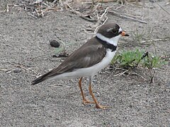 Charadrius semipalmatus