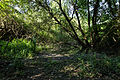 Site gallo-romain de l'Asile des Pêcheurs