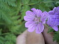 Miniatuurafbeelding voor de versie van 11 mei 2006 21:11