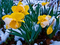 Snow-covered-daffodil-flowers - West Virginia - ForestWander