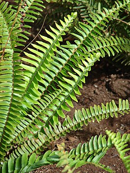 Nephrolepis cordifolia