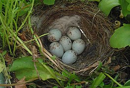 Un nid de chardonnerets.