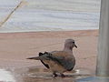 Palmtaube Laughing Dove