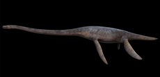 איור של סטיקסוזאורוס בשחיה