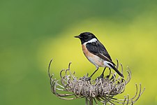 European Stonechat at Ichkeul national park (El Golli Mohamed)