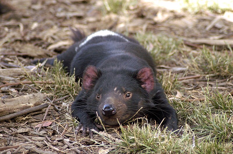 800px-Tasmanian_Devil_resting.jpg