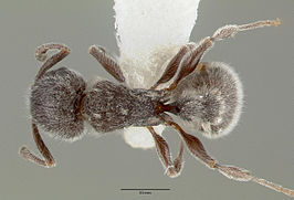 Tetramorium yarthiellum