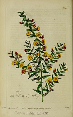 Description de l'image The Botanical register consisting of coloured figures of (1815) (14773175345).jpg.
