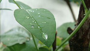 Bahasa Melayu: Titisan air hujan di atas permu...