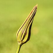 Bourgeon de fleur d'un salsifis des prés.