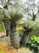 Trithrinax campestris