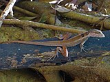 Northern water dragon at Fogg Dam Conservation Reserve, Northern Territory, Australia