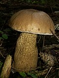 Vignette pour Tylopilus