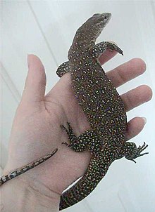 Varanus timorensis.jpg